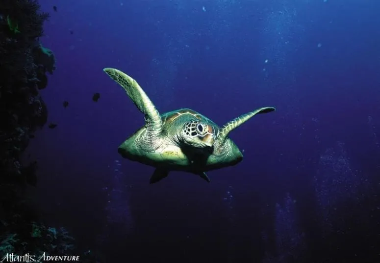 Submarine Night Dive
